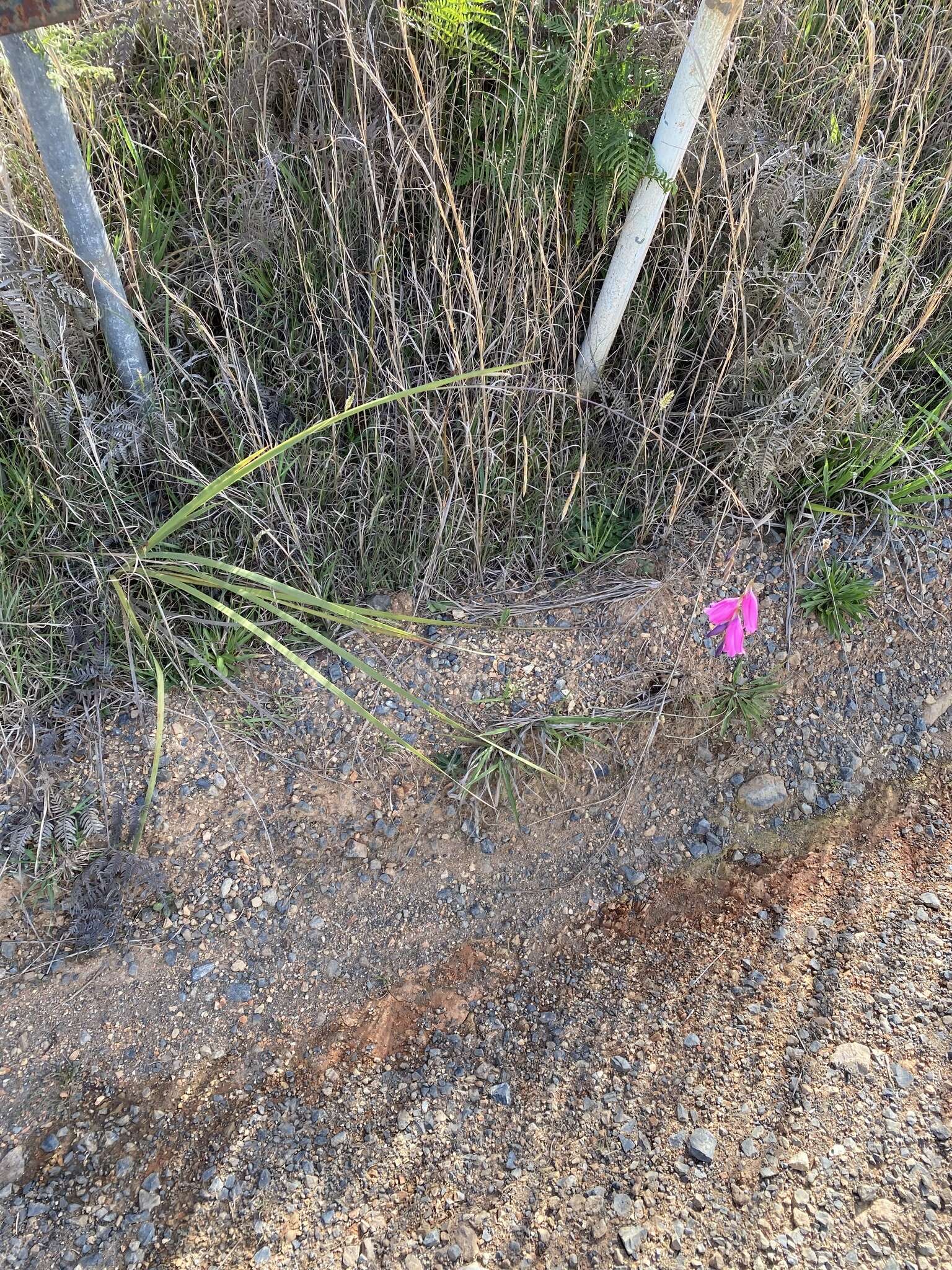 Image of Dierama pulcherrimum (Hook. fil.) Baker