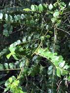 Image of Lasianthus biflorus (Blume) M. Gangop. & Chakrab.