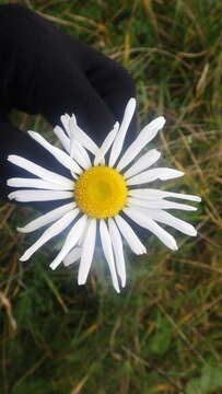 Слика од Leucanthemum vulgare subsp. vulgare