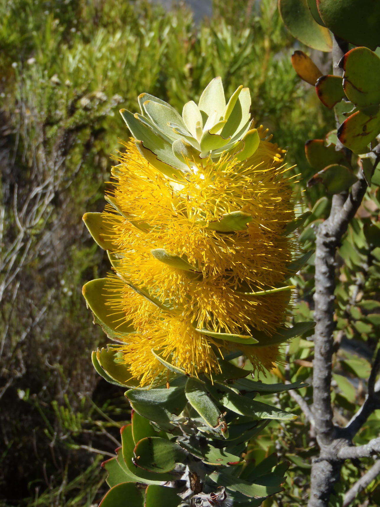 Imagem de Mimetes chrysanthus J. P. Rourke