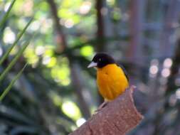 Image de Ploceus bicolor bicolor Vieillot 1819