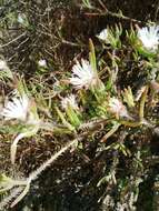 Imagem de Drosanthemum calycinum (Haw.) Schwant.