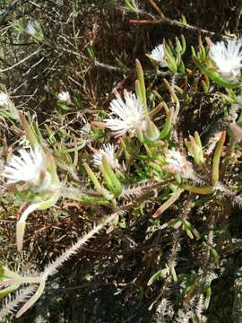 Image of Drosanthemum calycinum (Haw.) Schwant.