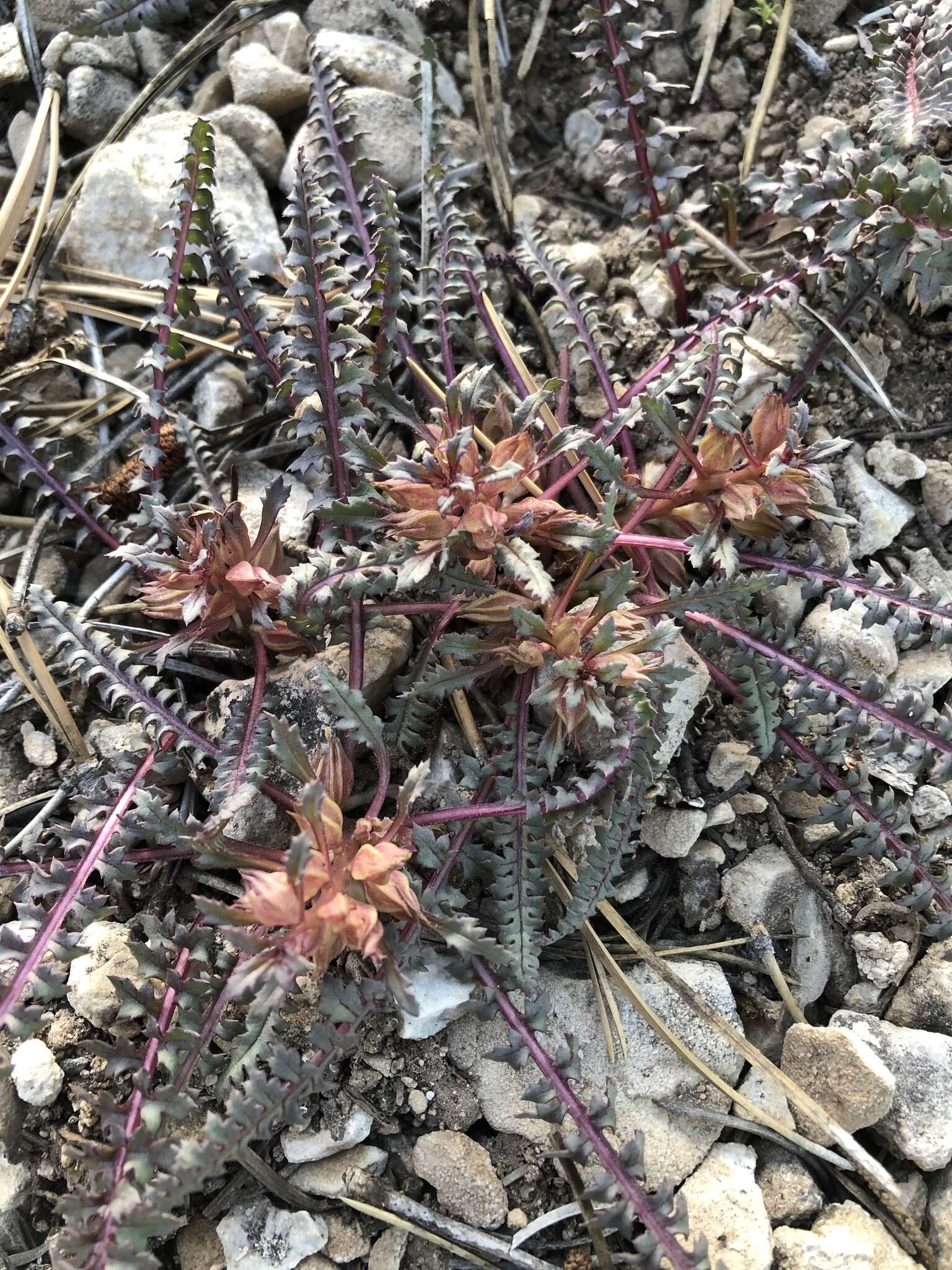 صورة Pedicularis semibarbata var. charlestonensis Pennell & Clokey