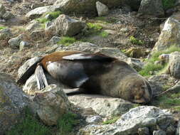 Image of Antipodean Fur Seal