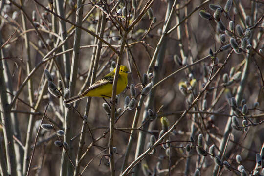 Image of Motacilla flava lutea (Gmelin & SG 1774)