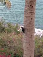 Image of Puerto Rican Woodpecker