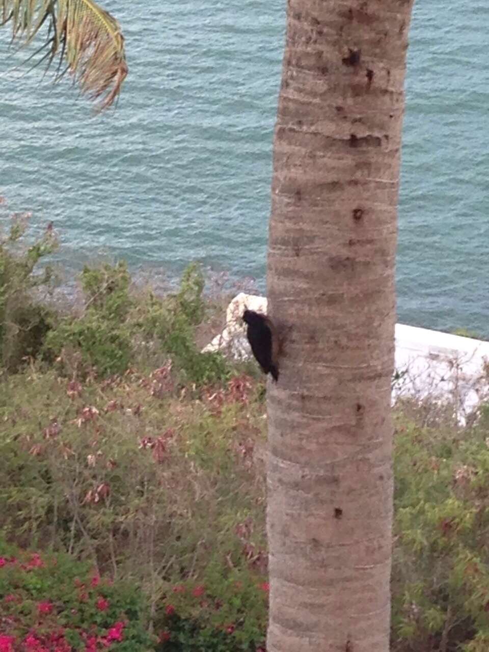 Image of Puerto Rican Woodpecker