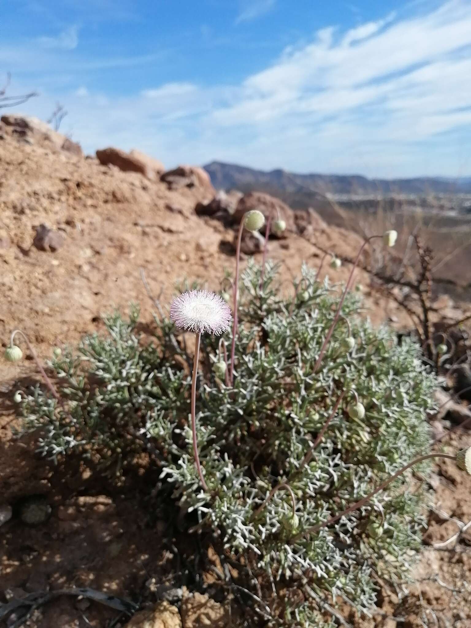 Plancia ëd Hofmeisteria crassifolia S. Wats.