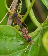 Image of Anasa nigricollis Stål 1870