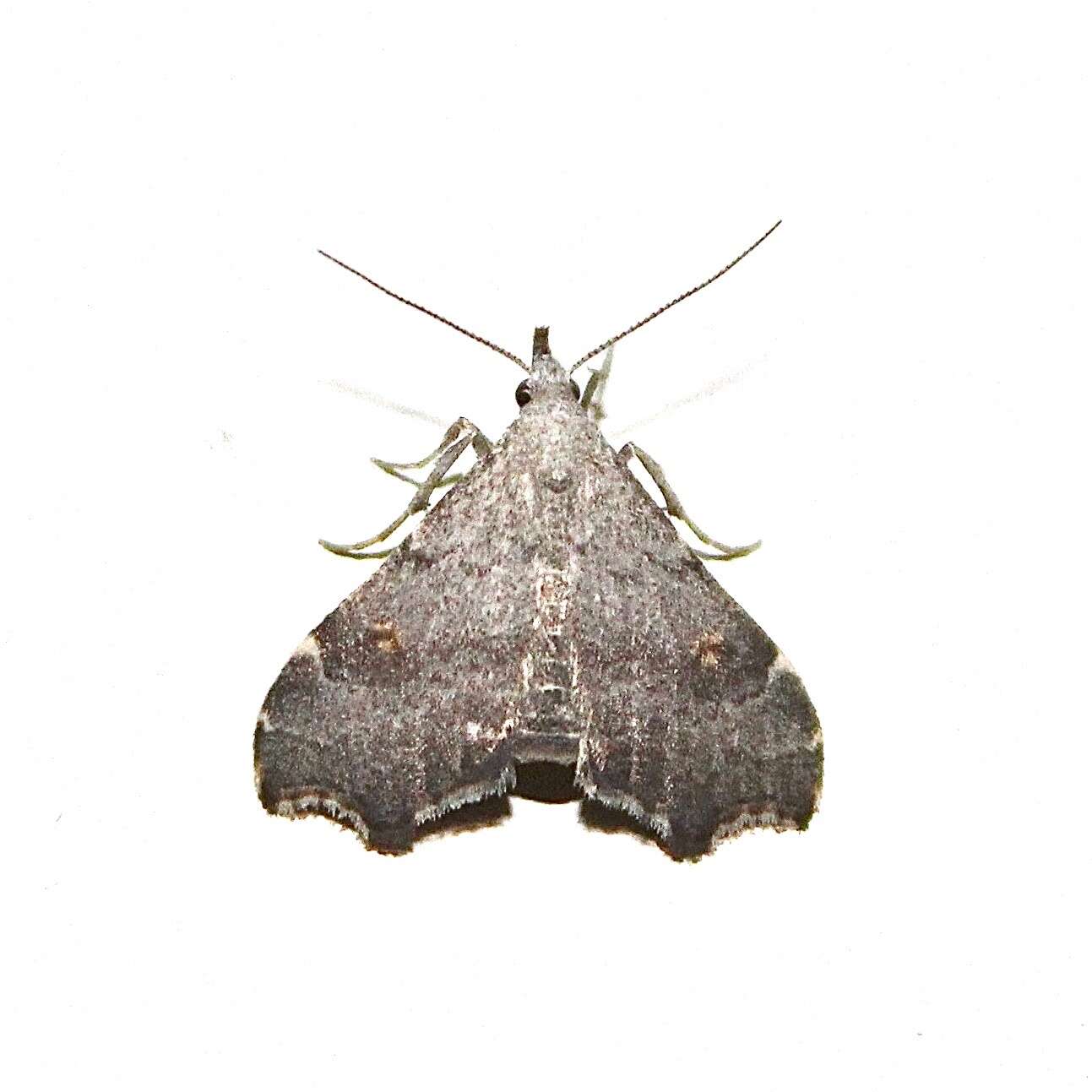 Redectis pygmaea Grote 1878 resmi