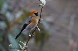 Image of Red-headed Bullfinch