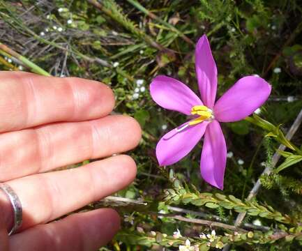 Image of Chironia melampyrifolia Lam.