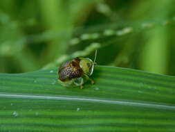 Image of Coptocycla (Psalidonota) texana (Schaeffer 1933)