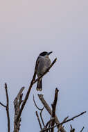 Image of Grey Butcherbird