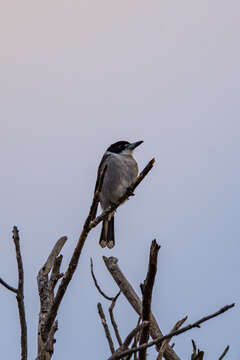 Image of Grey Butcherbird