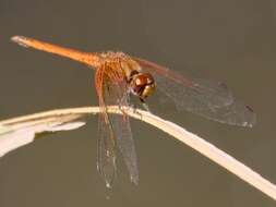 Image of Russet Dropwing