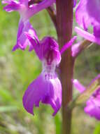 Image of Anacamptis palustris subsp. elegans (Heuff.) R. M. Bateman, Pridgeon & M. W. Chase