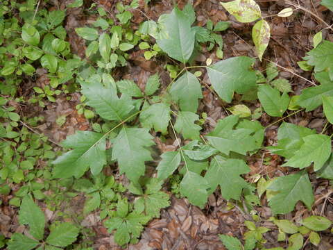 Image of eastern poison ivy