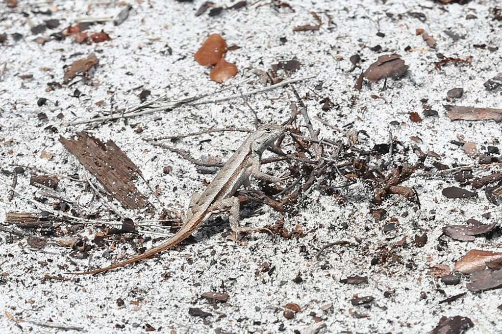 Image of Florida Scrub Lizard