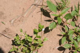 Image of yellowseed false pimpernel