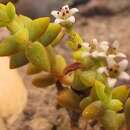 Image of Crassula rupestris subsp. commutata (Friedr.) Tölken