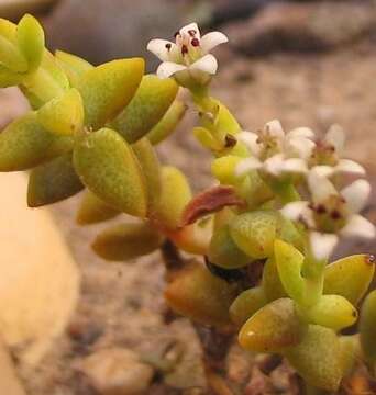 Image of Crassula rupestris subsp. commutata (Friedr.) Tölken