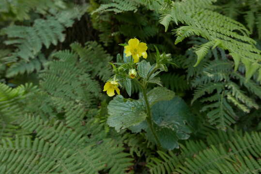 Image of Azores buttercup