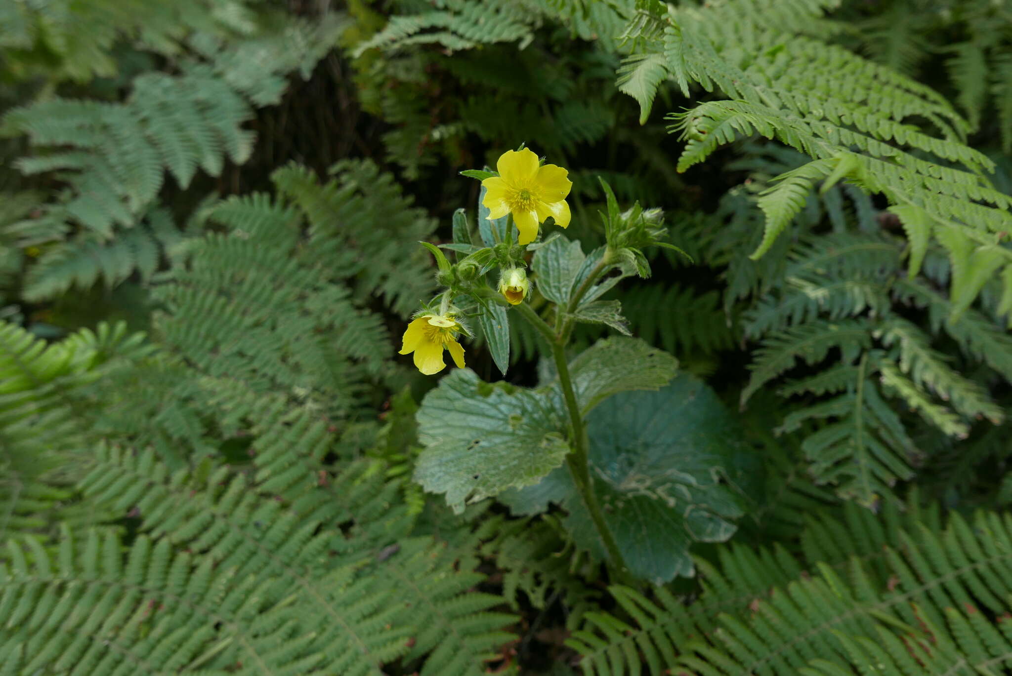 Image of Azores buttercup