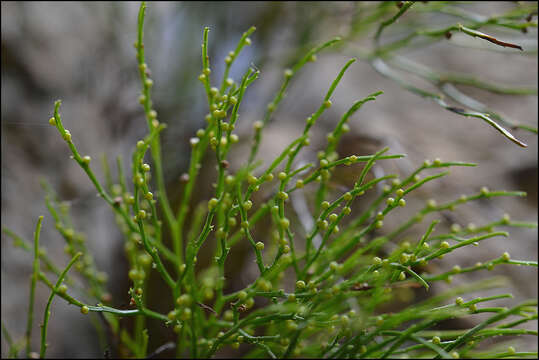 Image of whisk fern