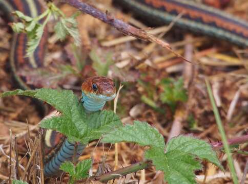 Image of San Francisco garter snake