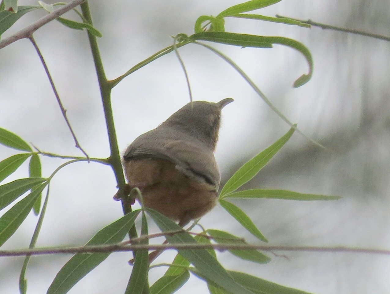 Sylvietta rufescens rufescens (Vieillot 1817)的圖片