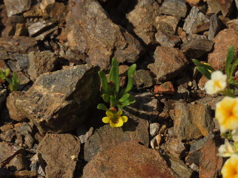 Image of Viola pusilla Poepp.