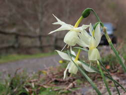 Image de Narcissus triandrus subsp. triandrus