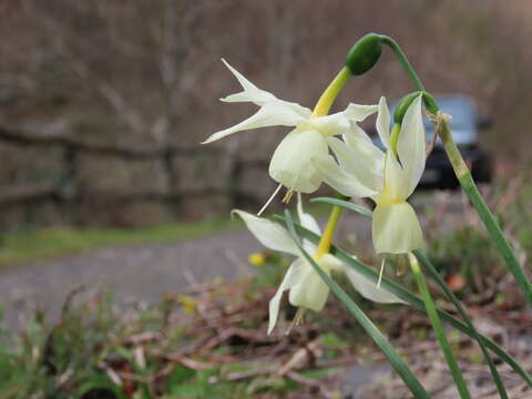 Image de Narcissus triandrus subsp. triandrus