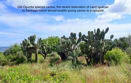 Image of Opuntia galapageia var. galapageia