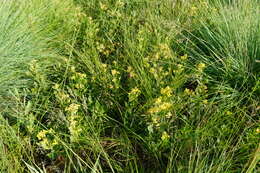 Image of Pearsonia cajanifolia (Harv.) Polhill