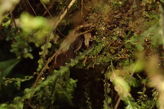 Image de Hymenophyllum fimbriatum J. Sm.