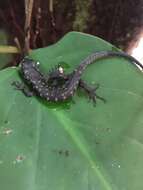 Image of Tropical night lizards