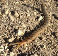 Image of Common Desert Centipede