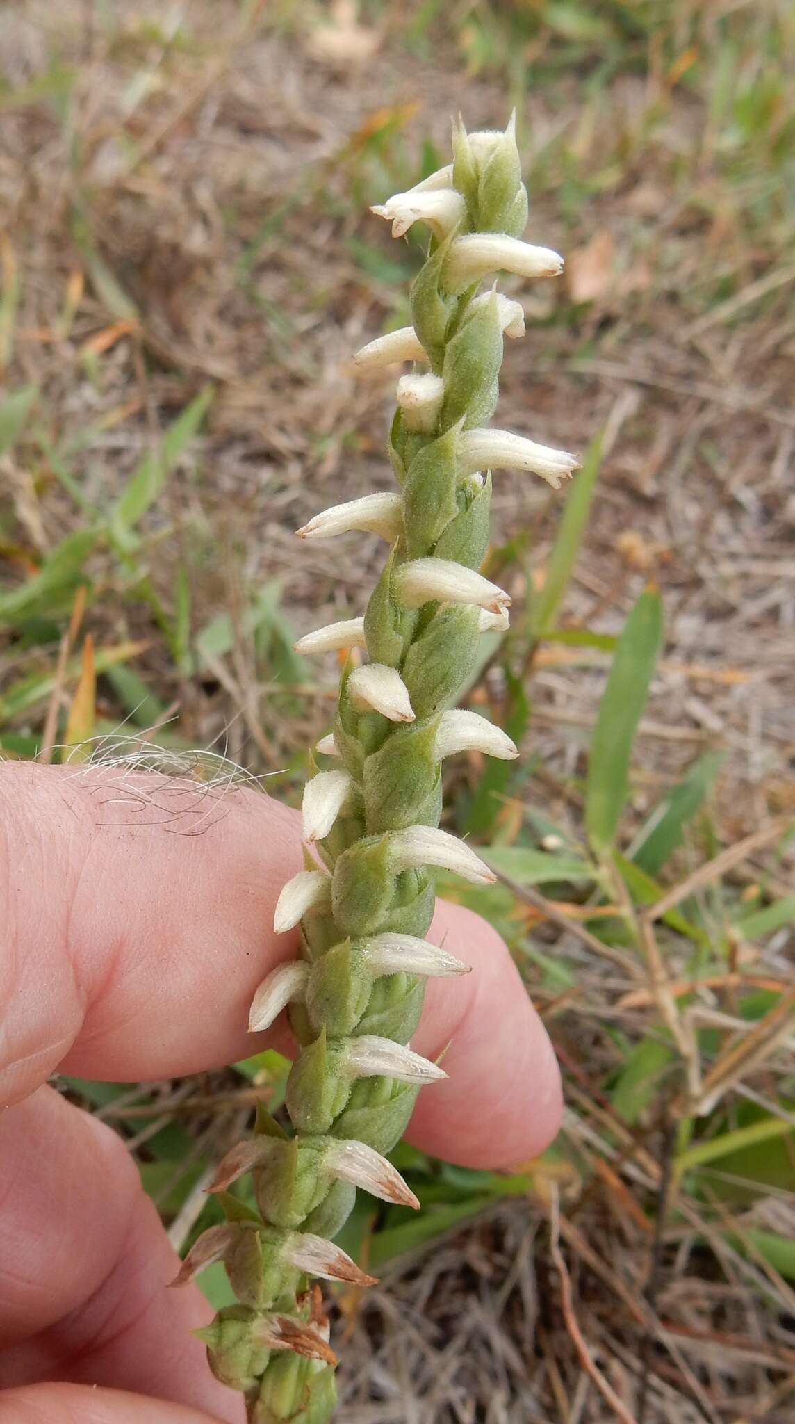 Image of Nodding lady's tresses