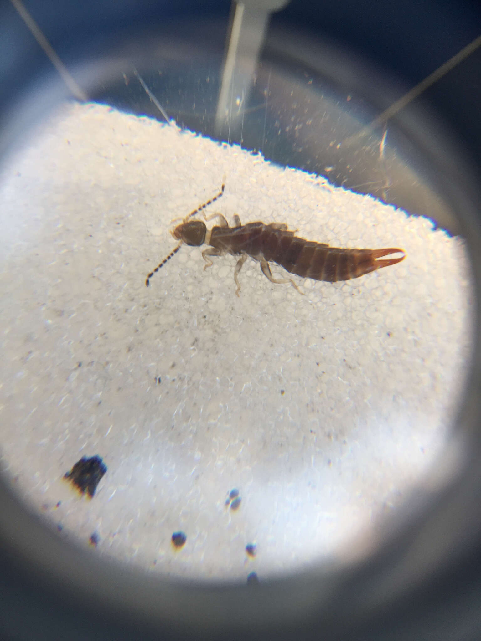 Image of Ringlegged earwig