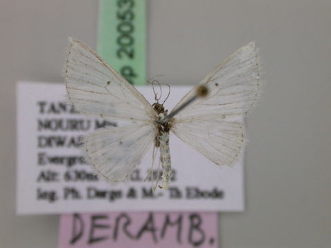Image of Derambila