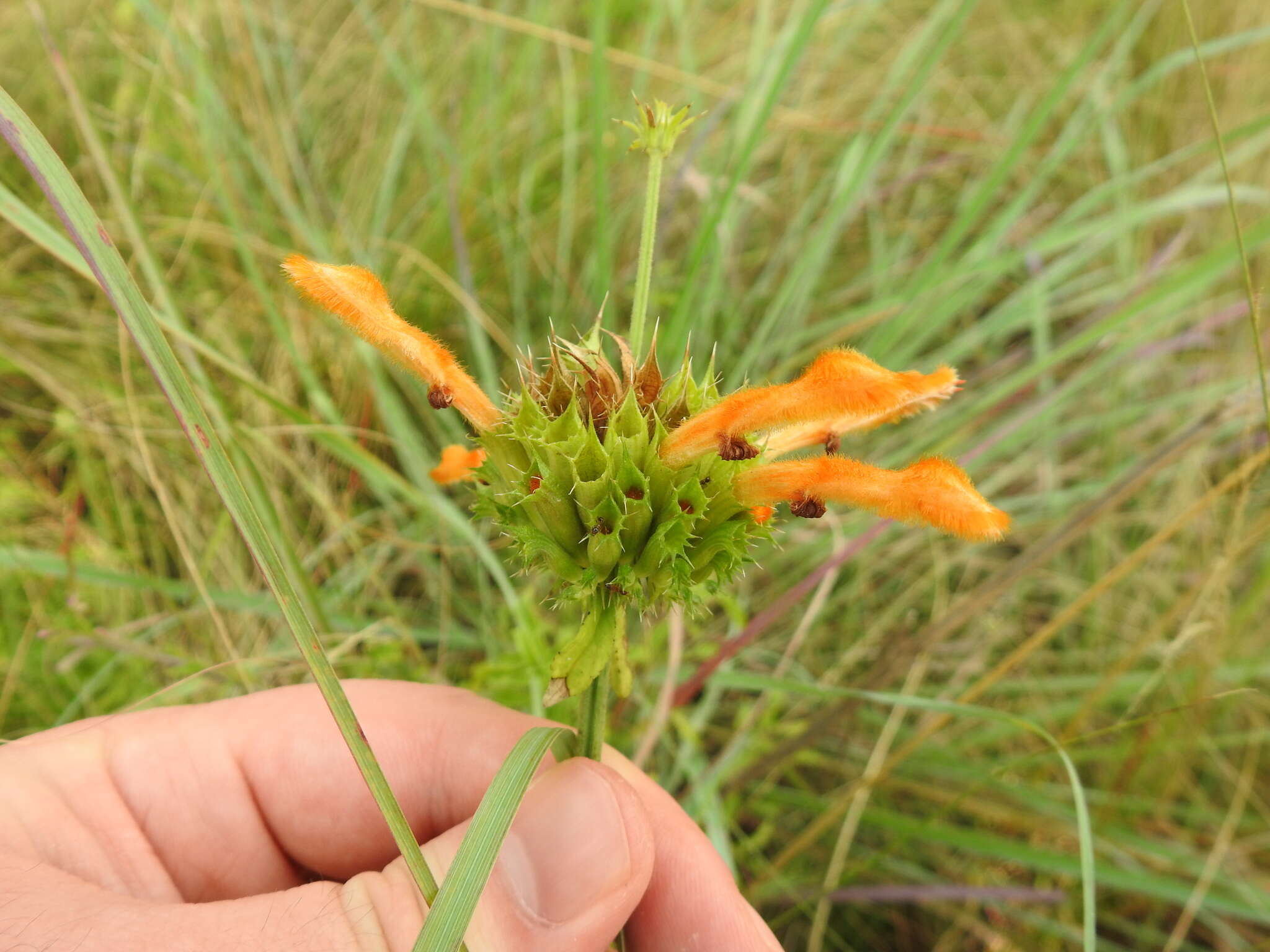 Image of Leonotis ocymifolia var. schinzii (Gürke) Iwarsson