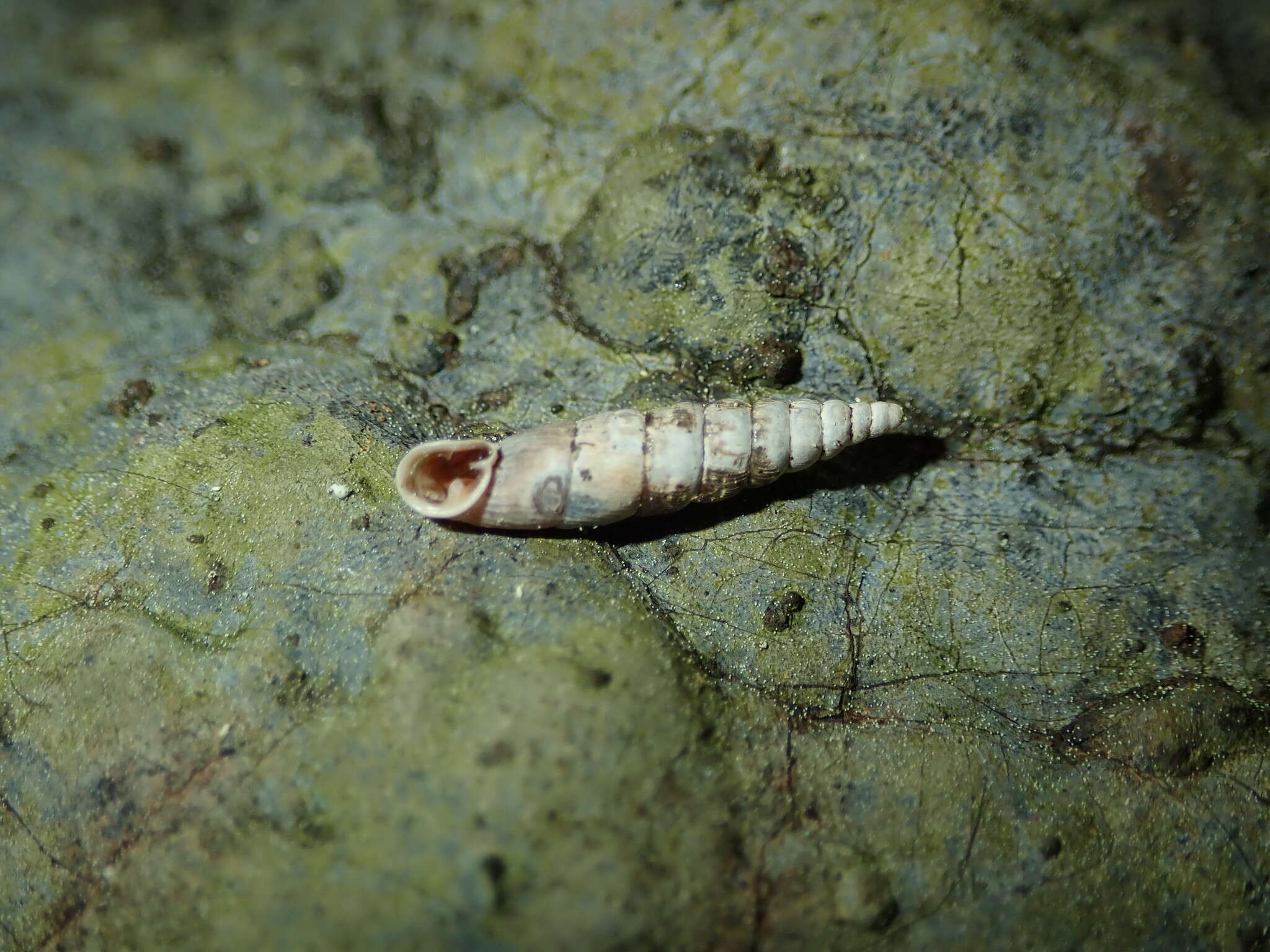 Image of Clausilia cruciata (S. Studer 1820)