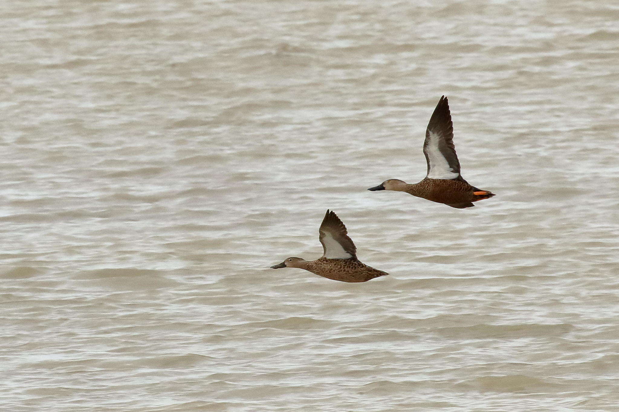 Image of Cape Shoveler