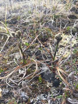 Image of tall cottongrass