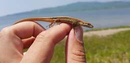 Image of Mountain grass lizard