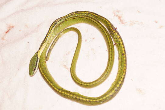 صورة Leptophis diplotropis (Günther 1872)