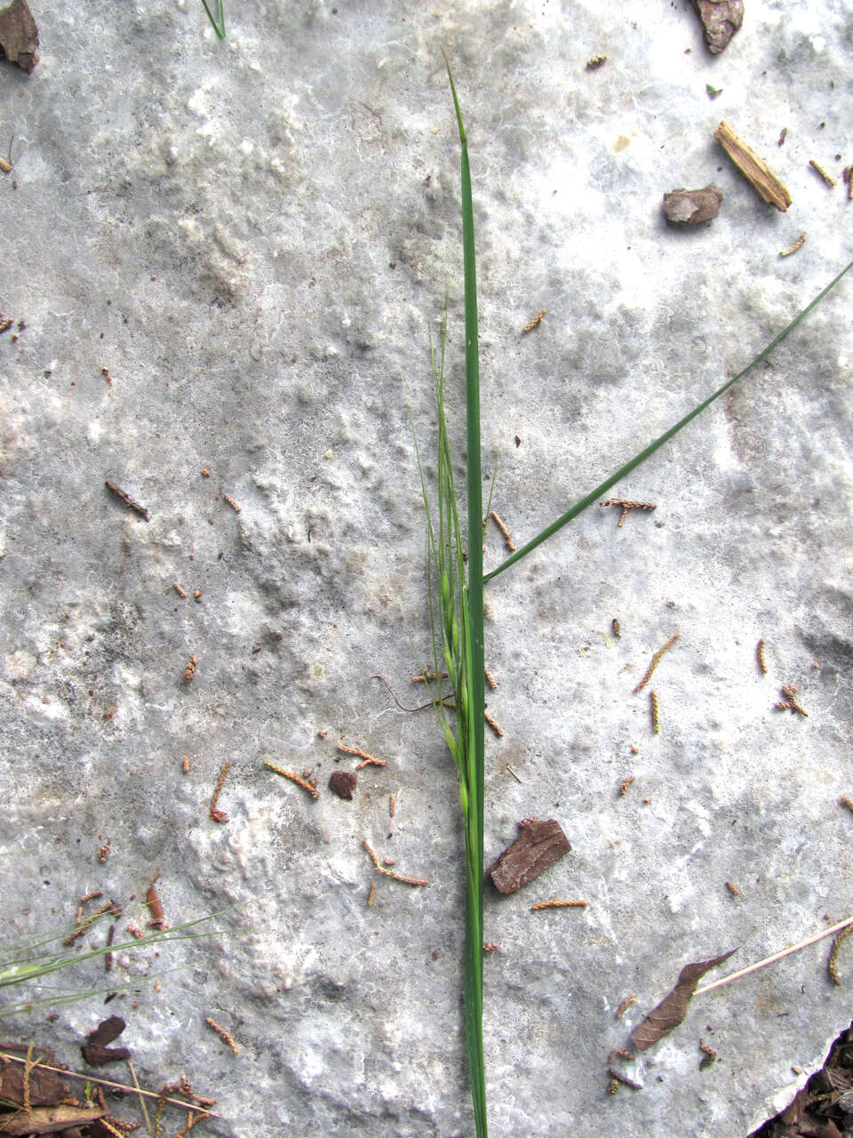 Image of Texas wintergrass